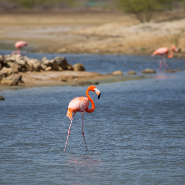 flamingo op jan thiel zoutpannen curacao